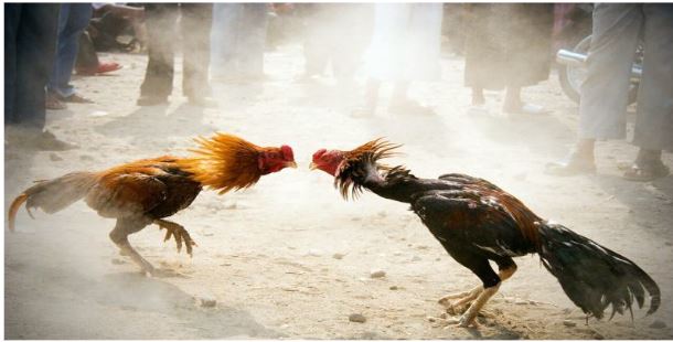 Bí quyết chọn chiến kê đạt phong độ cao
